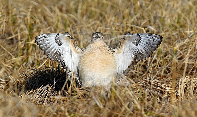 Displaying Buff-breasted Sandpiper (Tringites subruficollis) in breeding area in northern Alaska, United States. stock-image by Agami/Dani Lopez-Velasco,