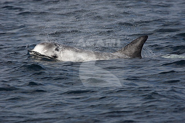 Gramper, Risso's Dolphin, Grampus griseus stock-image by Agami/Hugh Harrop,
