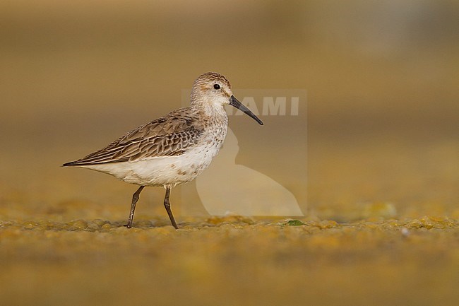 Dunlin - Alpenstrandläufer - Calidris alpina, Oman, adult stock-image by Agami/Ralph Martin,