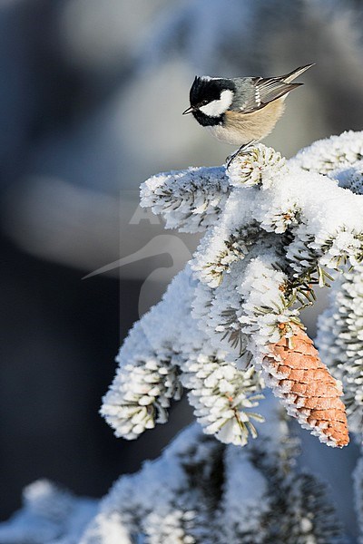Coal Tit - Tannenmeise - Parus ater ssp. ater, Germany, 2nd cy stock-image by Agami/Ralph Martin,