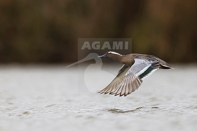 Male Garganey (Spatula querquedula) in Italy. stock-image by Agami/Daniele Occhiato,