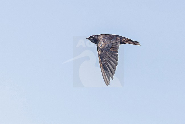 Flying Galápagos martin (Progne modesta) on the Galapagos Islands, part of the Republic of Ecuador. stock-image by Agami/Pete Morris,