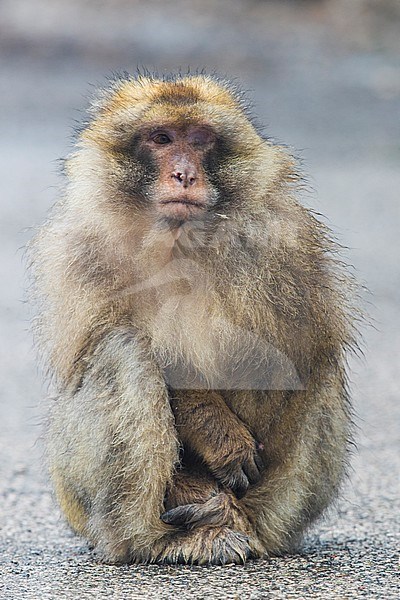 Barbary Macaque (Macaca sylvanus), adult with a blind eye sitting on the ground stock-image by Agami/Saverio Gatto,