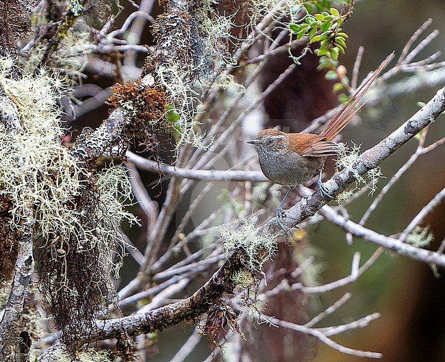 White-chinned Thistletail (Asthenes fuligino) in Central Peru. stock-image by Agami/Dani Lopez-Velasco,