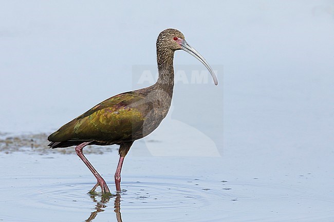 Adult White-faced Ibis (Plegadis chihi) in nonbreeding plumage standing in shallow water Riverside County, California, USA. stock-image by Agami/Brian E Small,