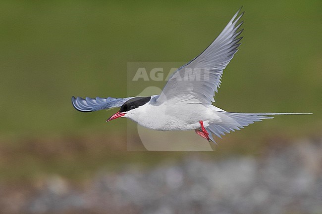 Arctic Tern (Sterna paradisaea), adult in flight stock-image by Agami/Saverio Gatto,