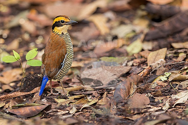 Bornean Banded-Pitta (Hydrornis schwaneri) Perched on the ground in Borneo stock-image by Agami/Dubi Shapiro,