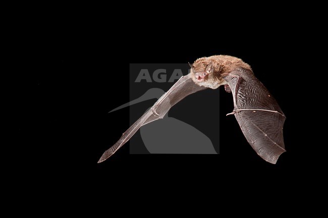 Watervleermuis in de vlucht; Daubenton\'s Bat in flight stock-image by Agami/Theo Douma,