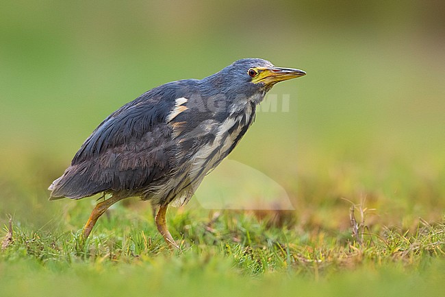 Vagrant Dwarf Bittern (Ixobrychus sturmii) on Fuerteventura, Canary Islands, Spain. A very rare African vagrant to Europe and North Africa. stock-image by Agami/Daniele Occhiato,