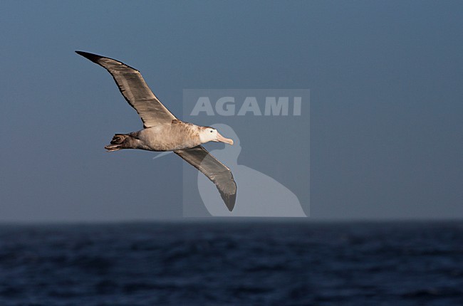 Grote Albatros vliegend boven de oceaan; Snowy (Wandering) Albatross flying above the ocean stock-image by Agami/Marc Guyt,