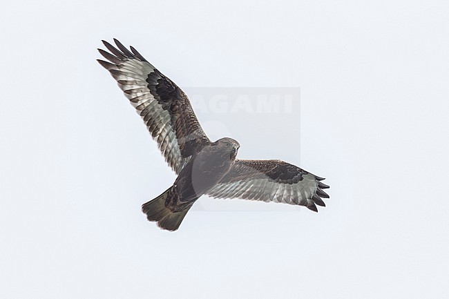 Rough-legged Hawk (Buteo lagopus sanctijohannis) flying over Pico, Corvo, Corvo, Azores, Portugal. stock-image by Agami/Vincent Legrand,