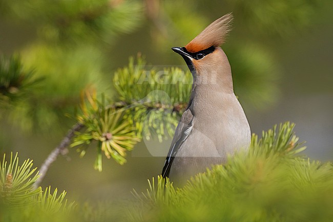 Waxwing, Bombycilla garrulus, in Finland. stock-image by Agami/Daniele Occhiato,