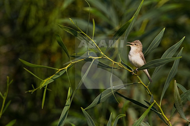 Zingende Oostelijke Vale Spotvogel; Eastern Olivaceous Warbler singing stock-image by Agami/Menno van Duijn,