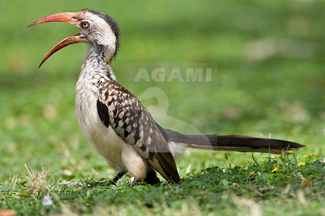 Zuidelijke Roodsnaveltok, Southern Red-billed Hornbill, Tockus rufirostris, Roodsnaveltok stock-image by Agami/Marc Guyt,