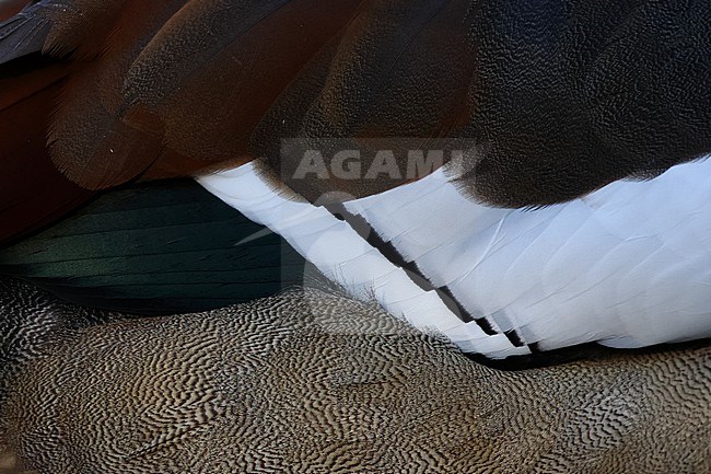 Feather macro of the side of an adult Egyptian Goose (Alopochen aegyptiaca) stock-image by Agami/Mathias Putze,