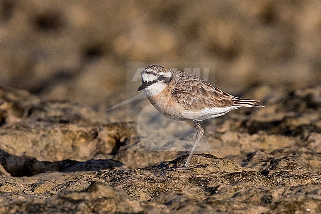 Adult Kittlitz's Plover (Charadrius pecuarius) standing on a rocky shore near Mogadishu, Somalia. stock-image by Agami/David Monticelli,