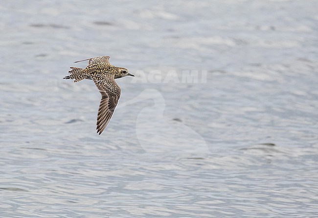 Wintering Pacific Golden Plover (Pluvialis fulva) on Yap island, part of the Federated States of Micronesia. stock-image by Agami/Pete Morris,