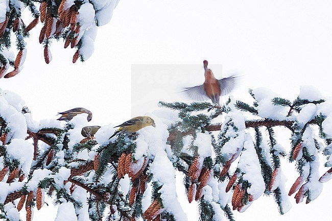 pot. Scottish Crossbill - Schottischer Kreuzschnabel - Loxia scotica (?), Scotland stock-image by Agami/Ralph Martin,