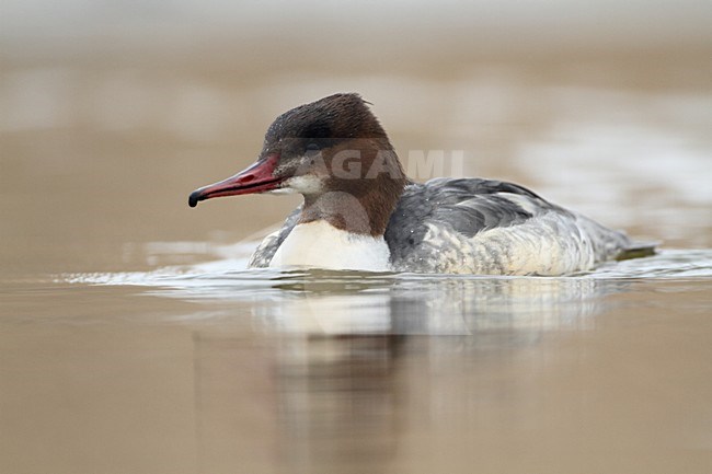 Vrouwtje Grote Zaagbek, Female Goosander stock-image by Agami/Karel Mauer,