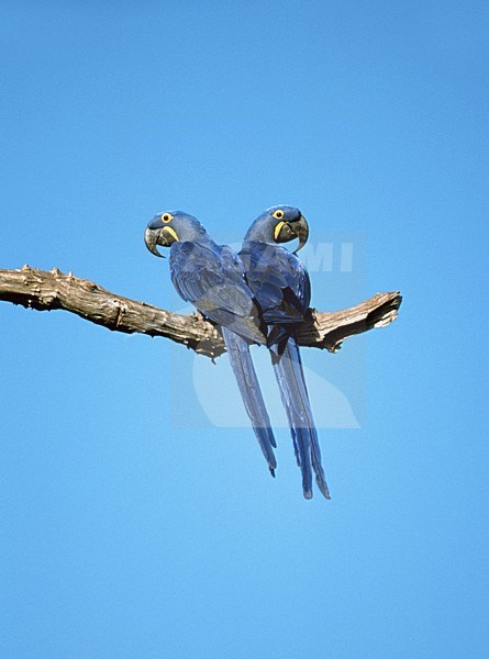 Hyacinth Macaw pair perched; Hyacinthara paar zittend stock-image by Agami/Marc Guyt,