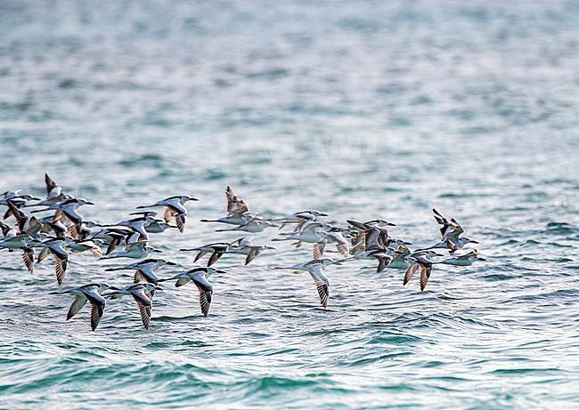 Crab Plovers (Dromas ardeola) on Nosy Ve island in Madagascar. In flight over the sea off the coast. stock-image by Agami/Marc Guyt,