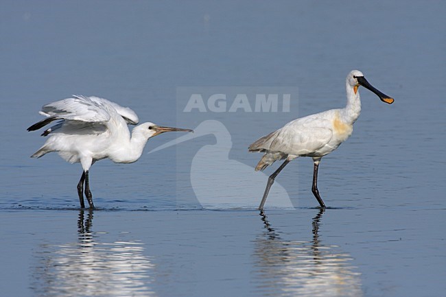 Juveniele Lepelaar bedelende om voedsel; Juvenile Eurasian Spoonbill begging for food stock-image by Agami/Karel Mauer,
