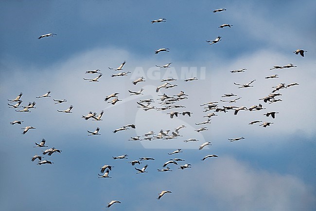 Flock of Common Cranes (Grus grus) migrating over Italy. stock-image by Agami/Daniele Occhiato,