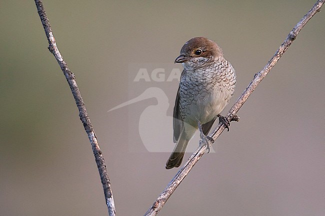 Juveniele Grauwe Klauwier; Juvenile Red-backed Shrike stock-image by Agami/Daniele Occhiato,