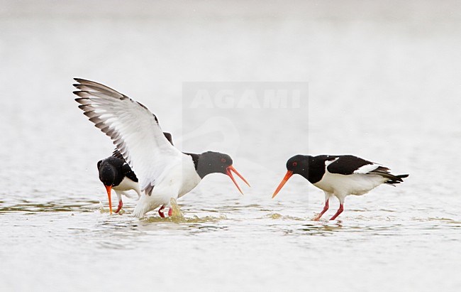 Scholeksters vechtend; Eurasian Oystercatchers fighting stock-image by Agami/Menno van Duijn,