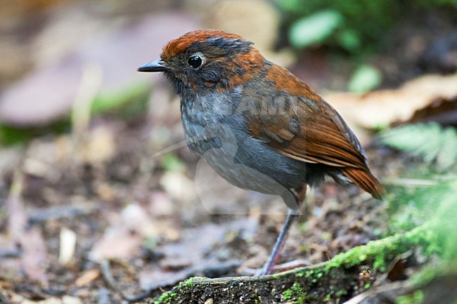 Tweekleurige Mierpitta onvolwassen; Bicolored Antpitta immature stock-image by Agami/Marc Guyt,