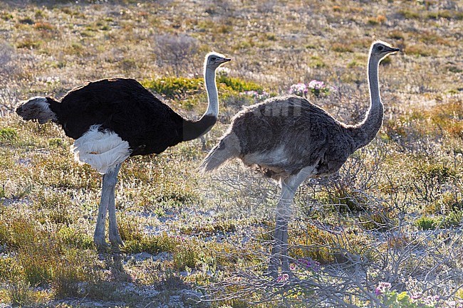 Common Ostrich (Struthio camelus), male and female standing on the ground, Western Cape, South Africa stock-image by Agami/Saverio Gatto,