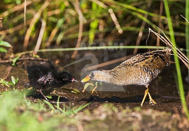 Porseleinhoen voert jong; Spotted Crake feeding chick stock-image by Agami/Marc Guyt,