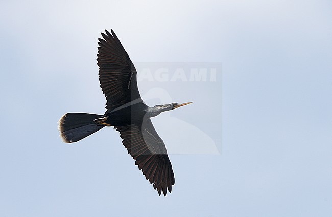 Anhinga (Anhinga anhinga),  in flight in Florida, USA stock-image by Agami/Helge Sorensen,