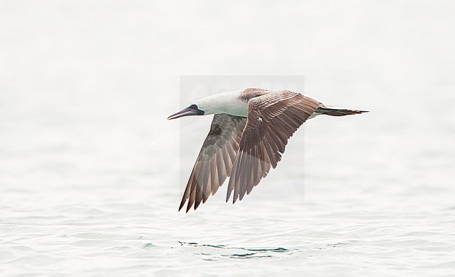 Peruvian Booby (Sula variegata) flying over inshore waters of the Pacific ocean off Lima, Peru. In flight low over the water surface. stock-image by Agami/Marc Guyt,