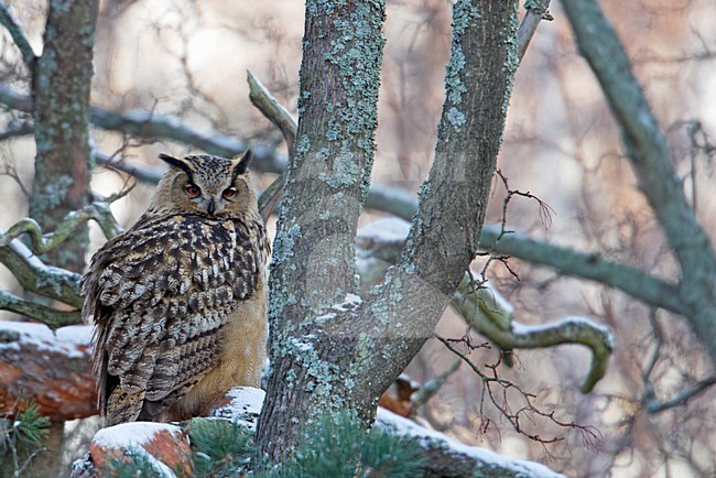 Oehoe zittend op een tak; Eurasian Eagle Owl perched in a tree stock-image by Agami/Markus Varesvuo,
