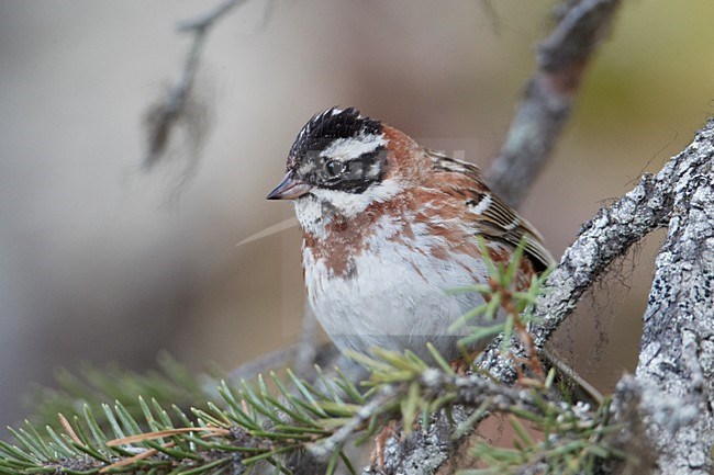 Volwassen mannetje Bosgors in zomerkleed; Adult summer male Rustic Bunting stock-image by Agami/Markus Varesvuo,