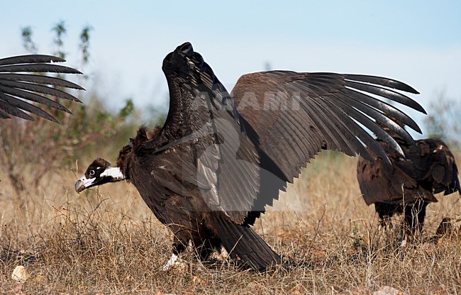 Monniksgier aan de grond; Cinereus Vulture on the ground stock-image by Agami/Markus Varesvuo,