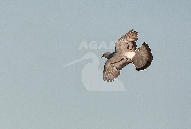 Wild Rock Pigeon (Columba livia) at drinking pool near Belchite in central Spain. Flying past, showing upper wings. stock-image by Agami/Marc Guyt,