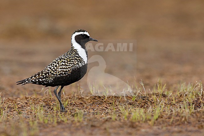 Adult male American Golden Plover (Pluvialis dominica) in breeding plumage on the tundra of Churchill, Manitoba, Canada. stock-image by Agami/Brian E Small,