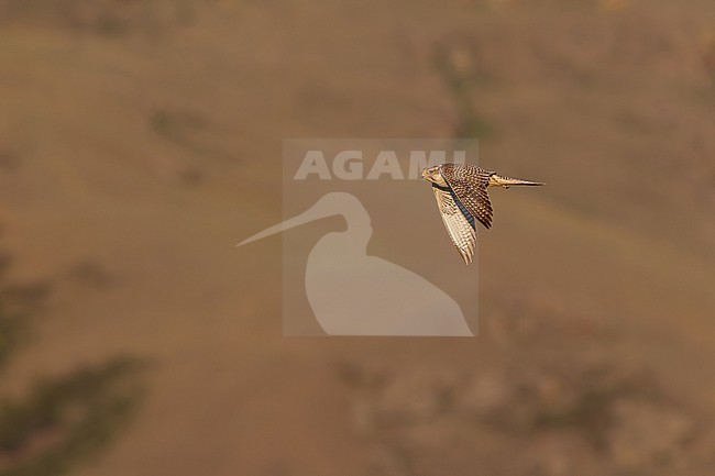 adult saker falcon (falco cherrug) in flight, found in Ulaanbaatar Aimag in Mongolia stock-image by Agami/Mathias Putze,