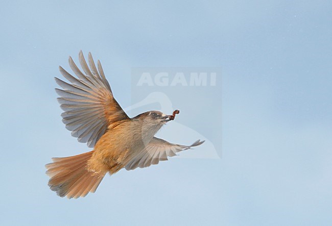 Vliegende Taigagaai met voedsel, Flying Siberian Jay with food stock-image by Agami/Markus Varesvuo,
