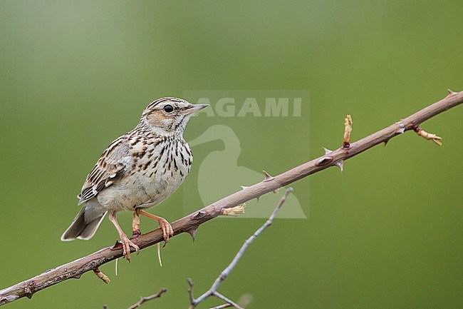 Woodlark - Heidelerche - Lullula arborea ssp. pallida; Romania, adult stock-image by Agami/Ralph Martin,