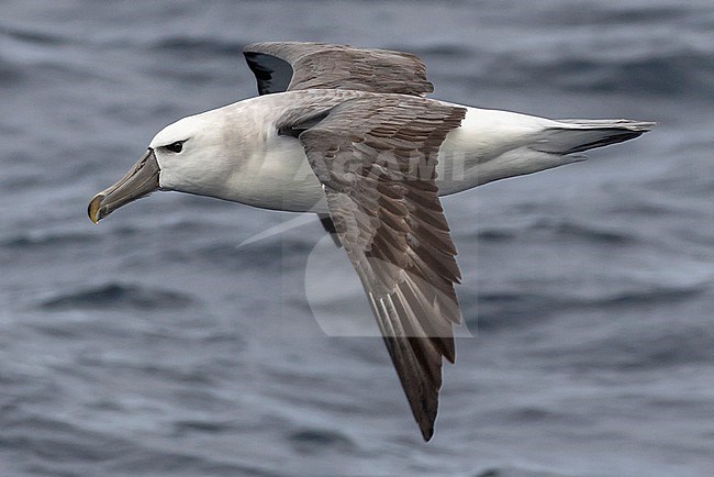 Tasmanian Shy Albatross (Thalassarche cauta) off Australia. In third cycle plumage. stock-image by Agami/Steve Howell,