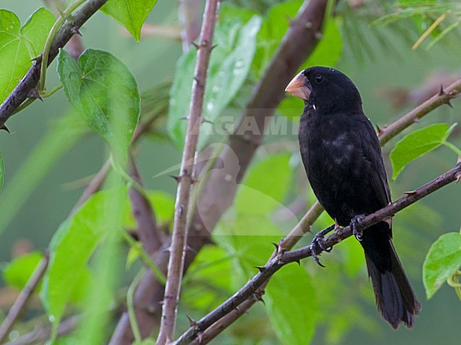 Male Nicaraguan Seed-Finch (Sporophila nuttingi) perched. stock-image by Agami/Alex Vargas,