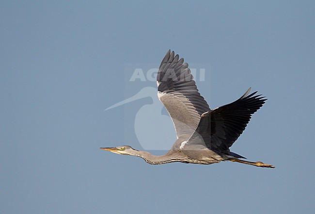 Juveniele Blauwe Reiger in de vlucht; Juvenile Grey Heron in flight stock-image by Agami/Markus Varesvuo,