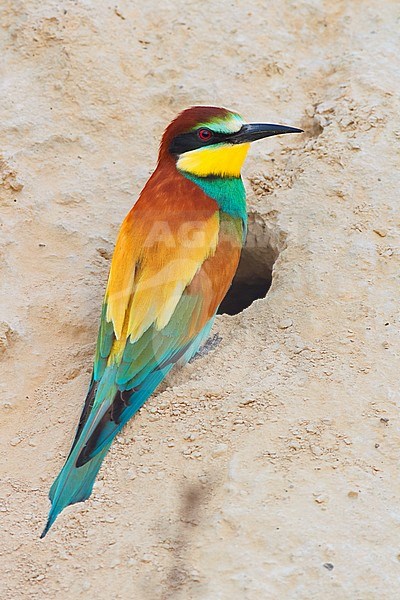 European Bee-eater, Merops apiaster stock-image by Agami/Saverio Gatto,