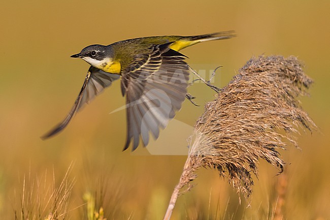 Ashy-headed Wagtail (Motacilla flava cinereocapilla) in Italy. stock-image by Agami/Daniele Occhiato,