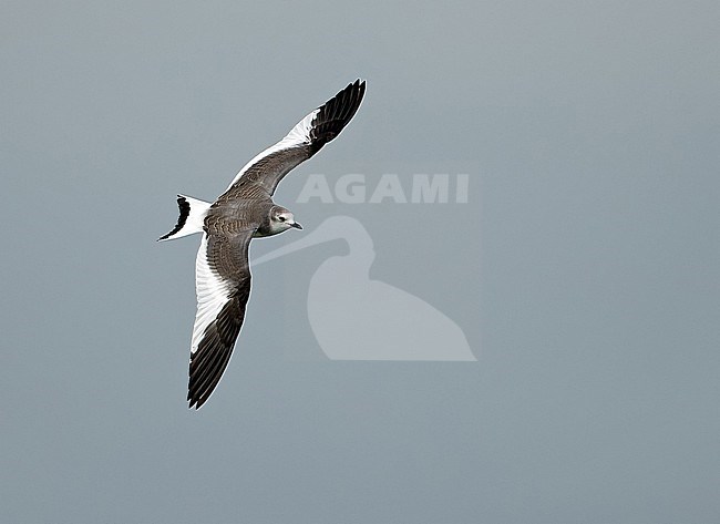 First-winter Sabine's Gull (Xema sabini) at sea off Westkapelle in the Netherlands. stock-image by Agami/Kris de Rouck,