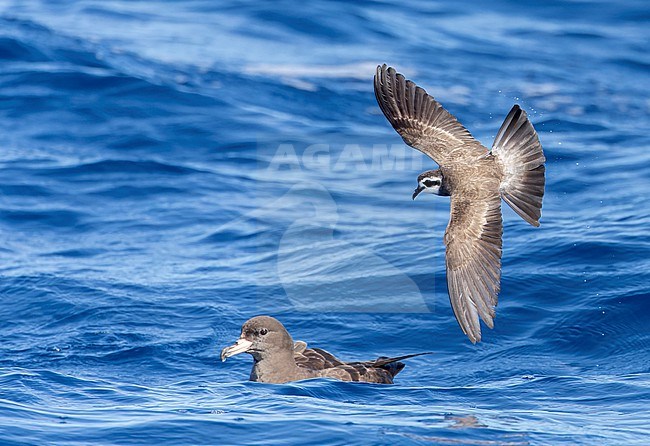 Latham's Storm Petrel (Pelagodroma (marina) maoriana) flying over the pacific ocean off North Island, New Zealand. stock-image by Agami/Marc Guyt,
