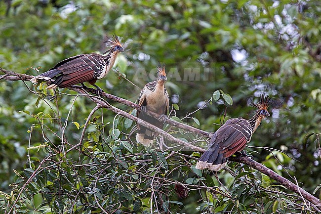Hoatzin (Opisthocomus hoazin) three birds perched on a branch over a river in Amazonian Brazil stock-image by Agami/Andy & Gill Swash ,